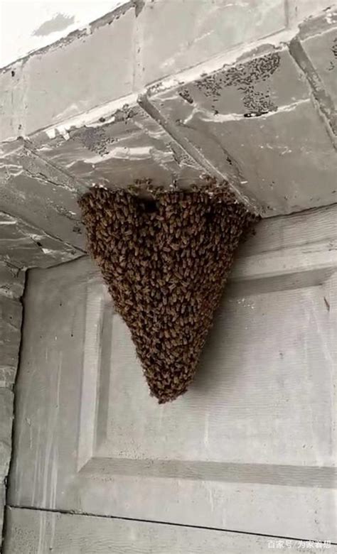 蜜蜂来家好吗 水生木行业
